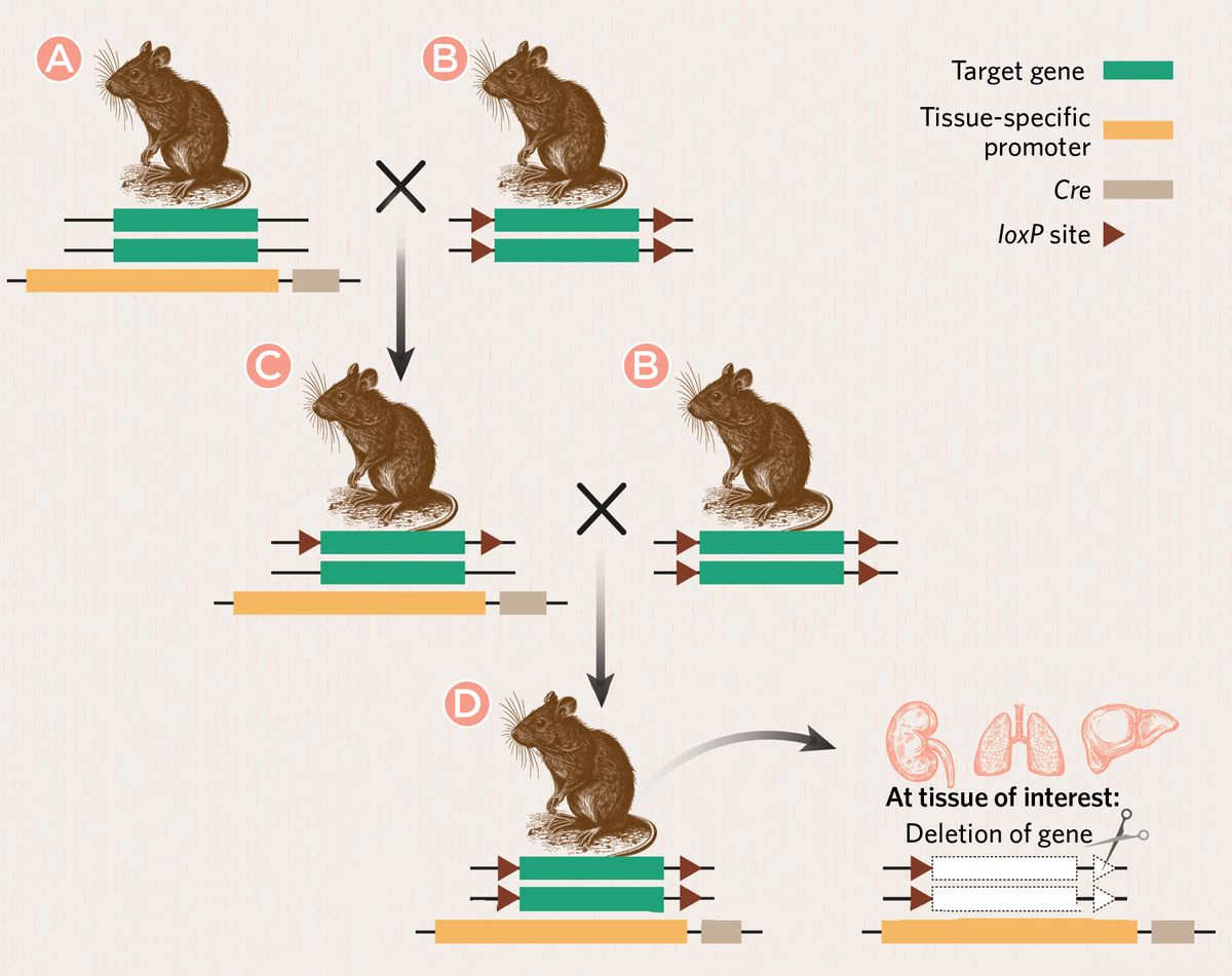 Infographic showing the breeding schematic to generate Cre-loxP tissue-specific knockout mice.
