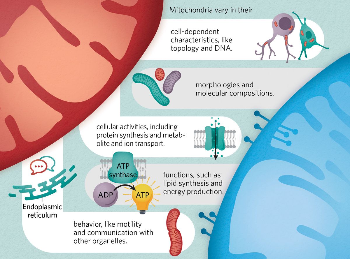 Infographic showing the multifaceted role of mitochondria