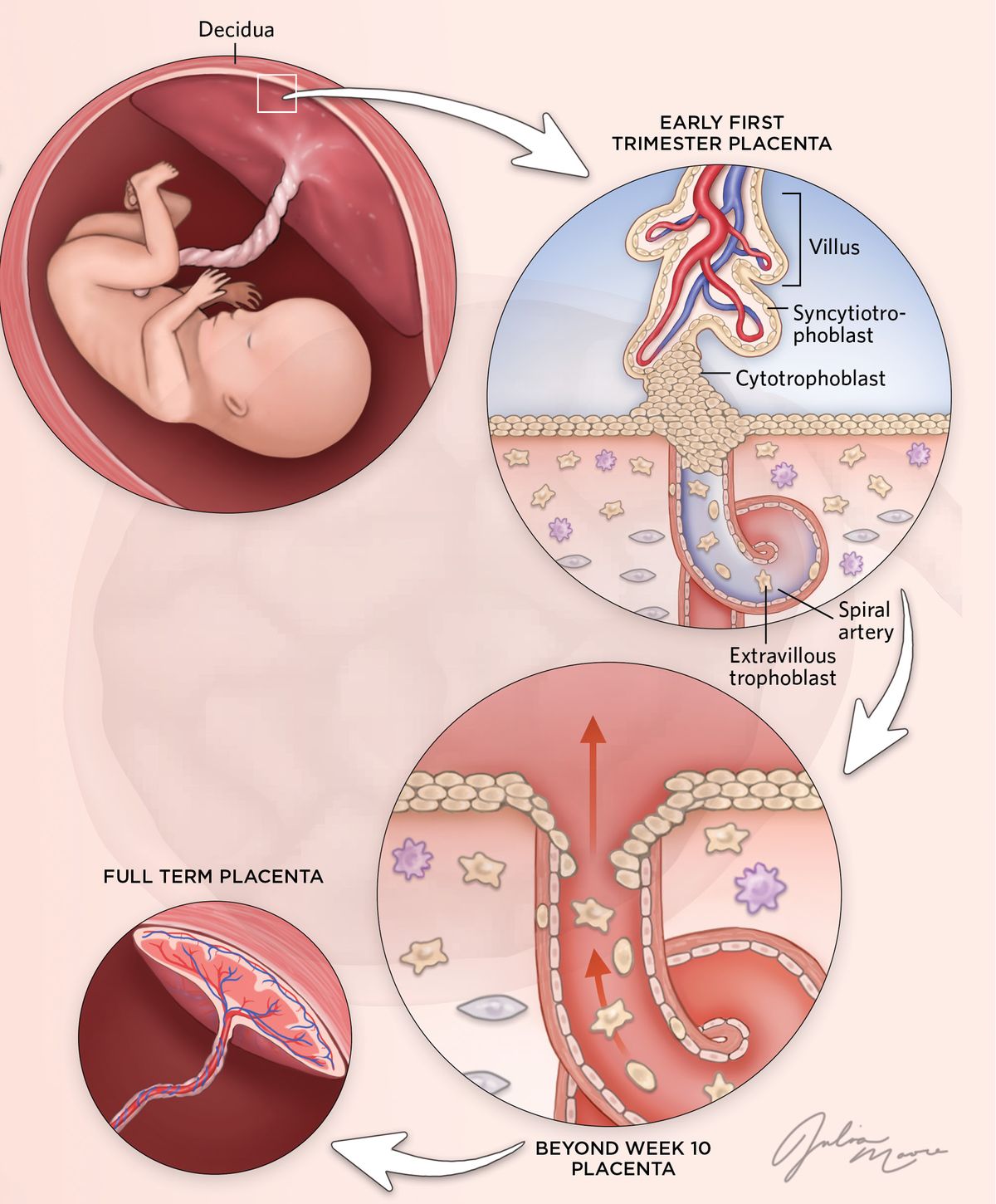 Week 3 to full term placenta development