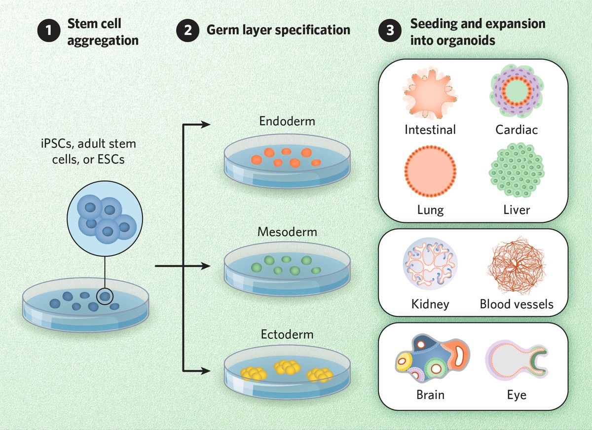 Schematic of how different organoids are made.