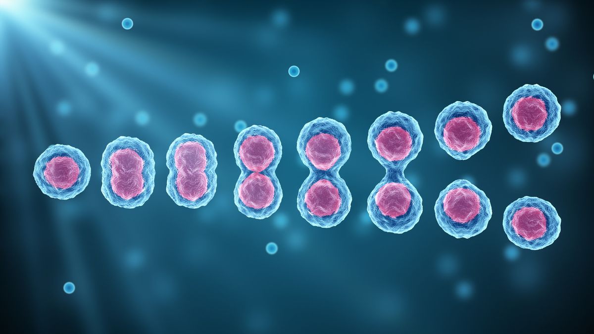 Medical illustration depicting self-renewal of a single stem cell dividing into two identical cells.