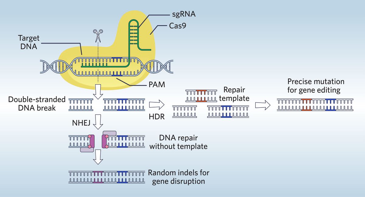 Infographic of CRISPR-Cas9 introducing a blunt double-stranded DNA break into a target gene, which becomes a substrate for DNA repair by nonhomologous end joining (NHEJ) or homology-directed repair (HDR).