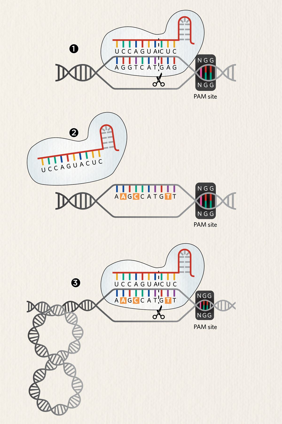 Schematic of Cas9 activity affected by sequence mismatching and DNA conformation.
