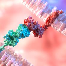 Explore How Adaptive Immune Receptor Repertoire Profiling Characterizes Immune Cells