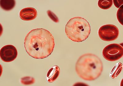 A digital rendering of Plasmodium trophozoite in red blood cells.