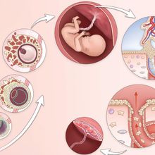 Infographic showing placenta development
