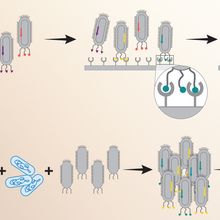 Infographic showing how a viral protein expression method links proteins and their coding instructions