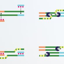 Infographic showing how recombinase polymerase amplification (RPA) technique works.