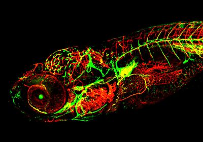 Green and red fluorescent proteins in a zebrafish outline the animal&rsquo;s vasculature in red and lymphatic system in green in a fluorescent image. Where the two overlap along the bottom of the animal is yellow.
