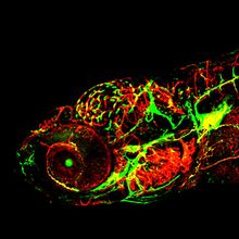 Green and red fluorescent proteins in a zebrafish outline the animal&rsquo;s vasculature in red and lymphatic system in green in a fluorescent image. Where the two overlap along the bottom of the animal is yellow.