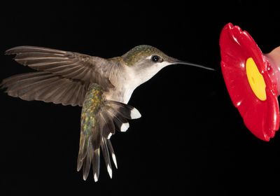 A hummingbird hovers next to a red and yellow feeder.