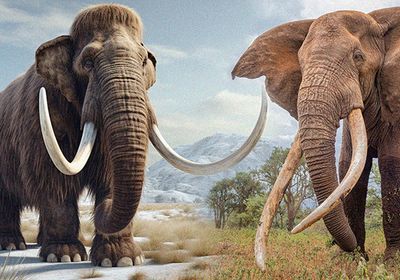Photographic rendering of Woolly Mammoth and elephant with background elements merging together