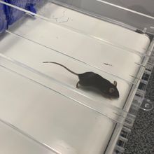 A small, brown mouse runs on a narrow, miniature treadmill