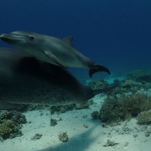 Two adult bottlenose dolphins and one calf swim close to a sandy seafloor that’s dotted with coral.