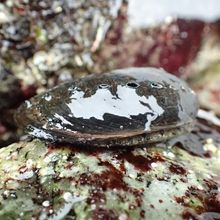 a black abalone on a rock
