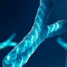 The illustration shows floating chromosomes with a Y-shaped chromosome in the foreground.