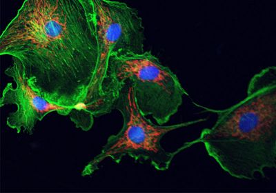 Shedding Light on Cell Attachment