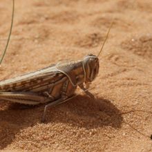 A desert locust (Schistocerca gregaria) on sand