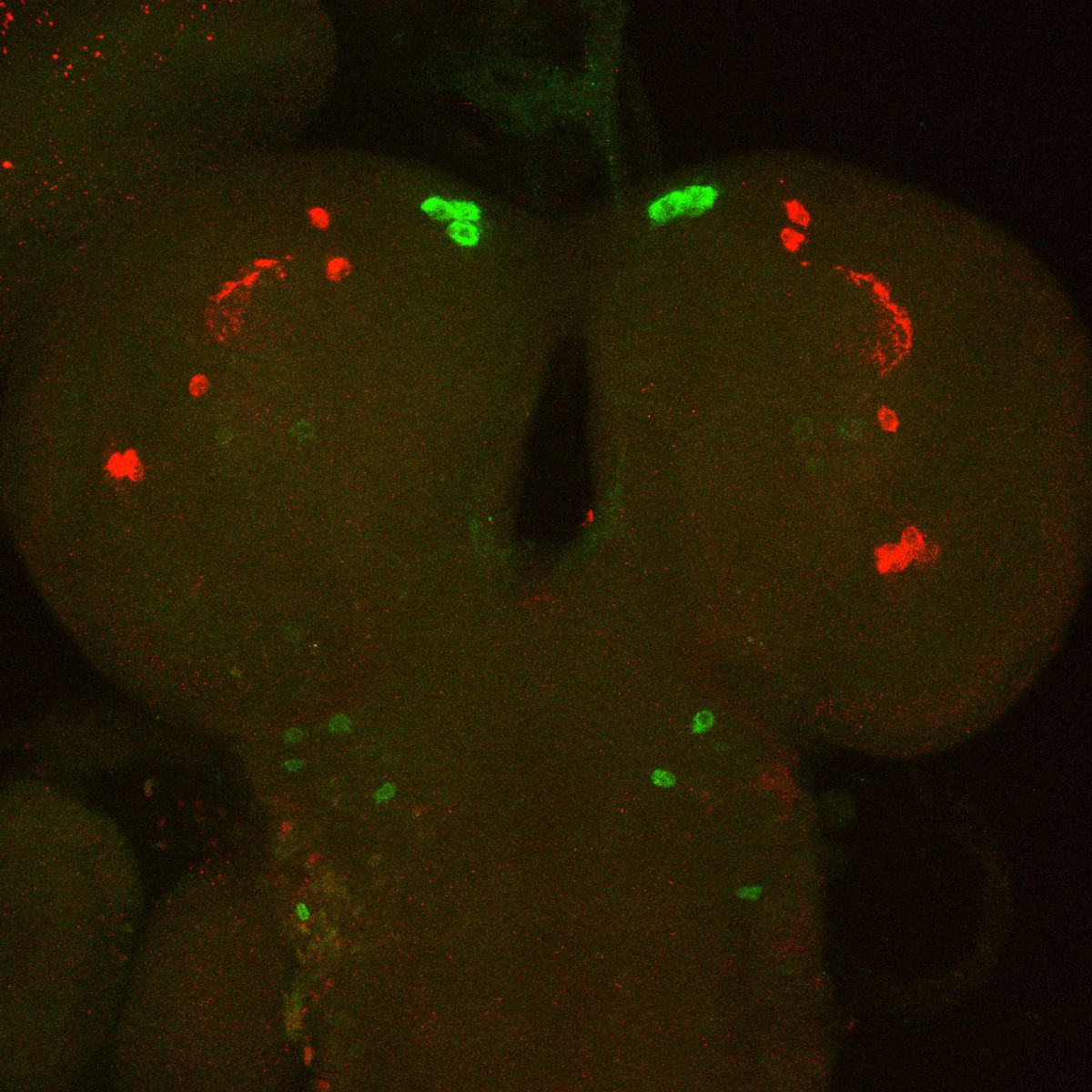 A confocal microscopy image of a larval fly brain lobes shows that arousal neurons, labeled in green, are concentrated at the top of the lobe and clock neurons, labeled in red, extend down the far side of the lobe away from the center and arousal neurons.