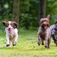 Dogs of various breeds running in the field.