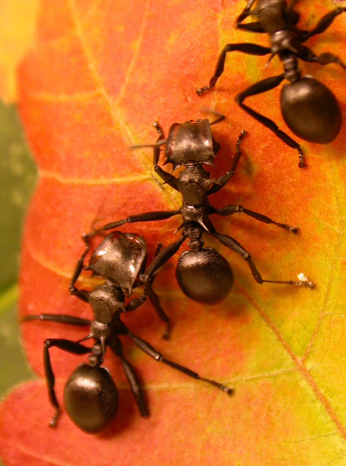 Three brown turtle ants stand on a red and yellow leaf.