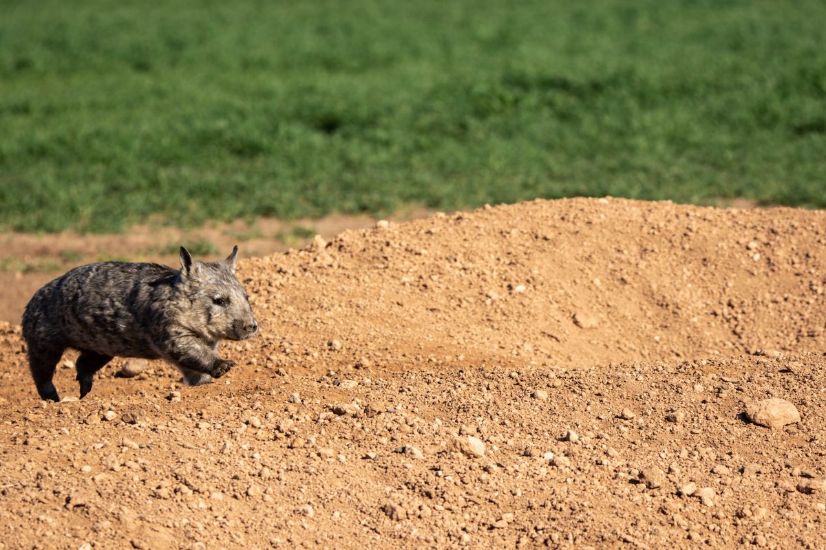 A small brown mammal, the Southern hairy-nosed wombat (<em>Lasiorhinus latifrons</em>), runs across a rocky field in Australia