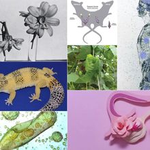 collage of images related to favorite stories, including black and white photo of flowers, illustration of two rats, human body with floating coronaviruses