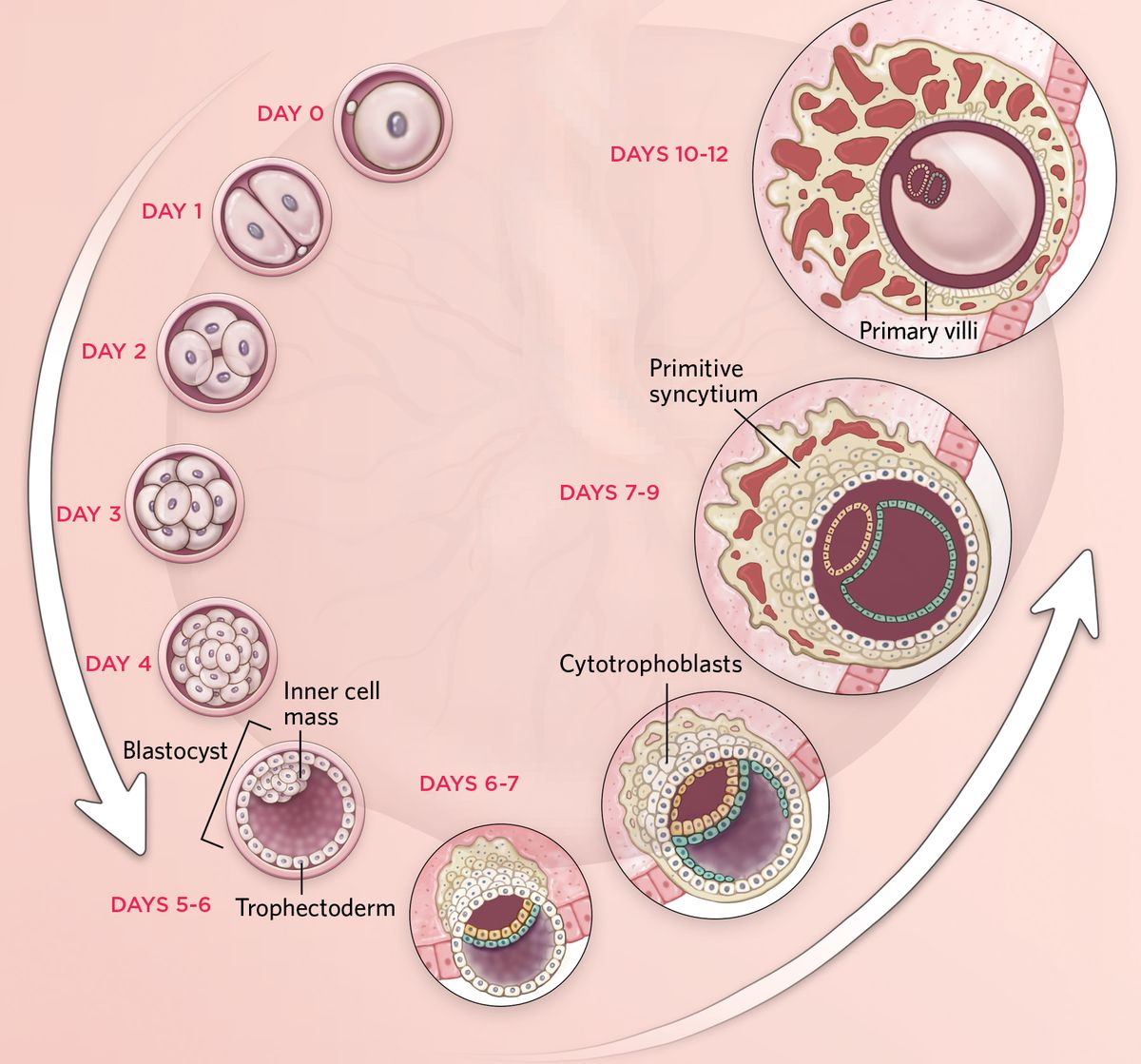 Days 0-12 of placenta development