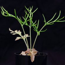 A C-fern (Ceratopteris richardii) growing in a pot