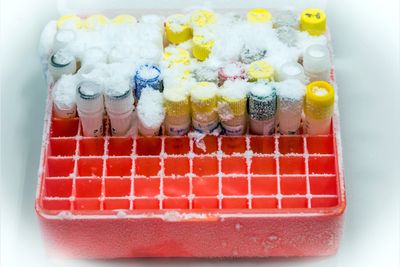 Frozen laboratory test tubes in box container in a research lab.