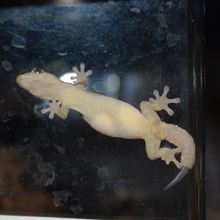 Lizard on glass tank