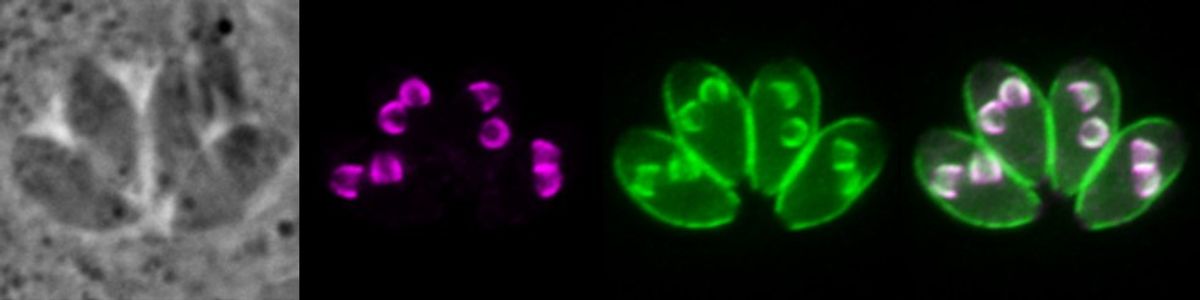 Immunofluorescent image of four Toxoplasma gondii parasites with two developing daughter buds inside each cell.