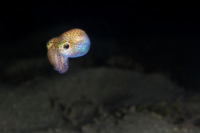 Image of Hawaiian Bobtail squid