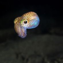 Image of Hawaiian Bobtail squid