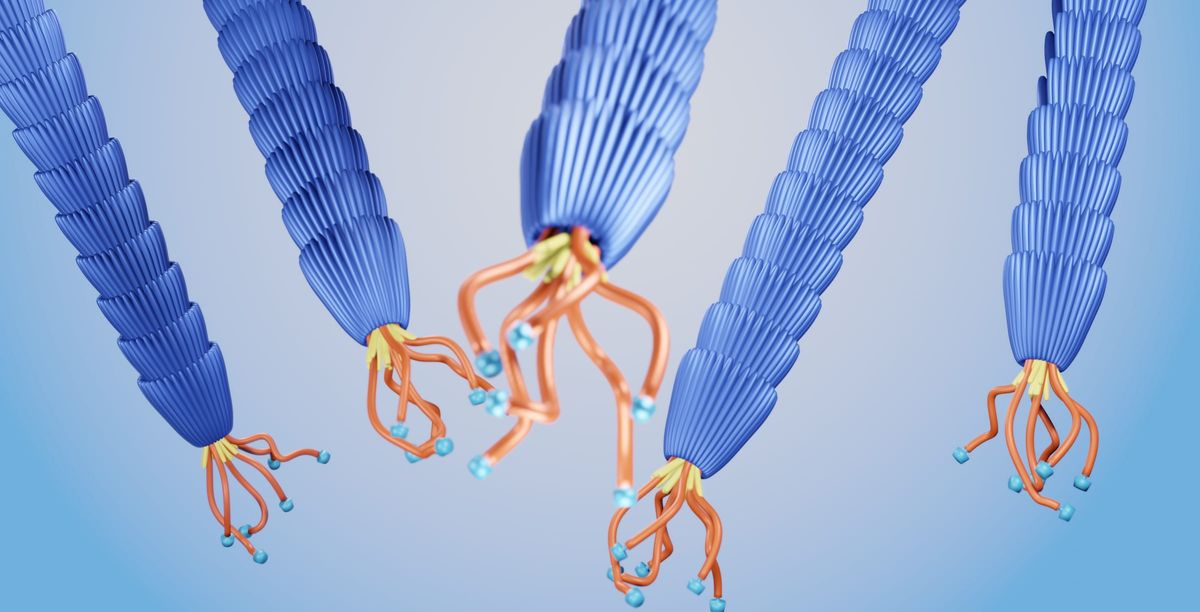 Five blue cylindrical bacteriophages are arranged in frame with orange wavy proteins sticking off of one end.