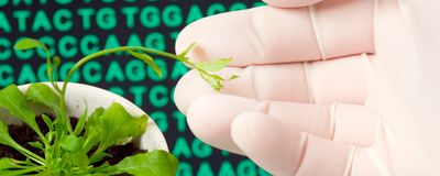 A researcher holding an arabidopsis plant, with a computer screen background containing genetic sequences
