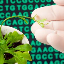 How Plants Protect Their DNA in Space&nbsp;