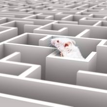 A white lab mouse peers over the wall of a sprawling maze