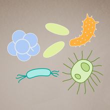 cartoon gut microbes