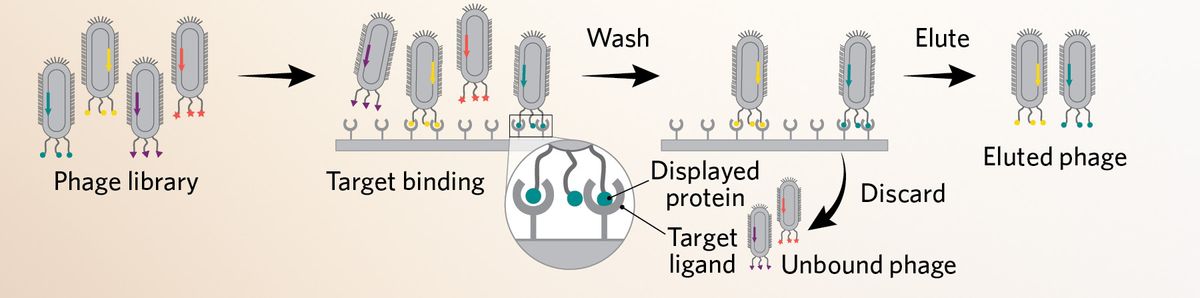 A 3-step summary of affinity purification. The phage library is introduced to a target ligand that is presented on a solid surface. Phages expressing a protein that recognize this ligand bind and are retained in a subsequent wash step that removes unbound phages. Bound phages are eluted and kept.