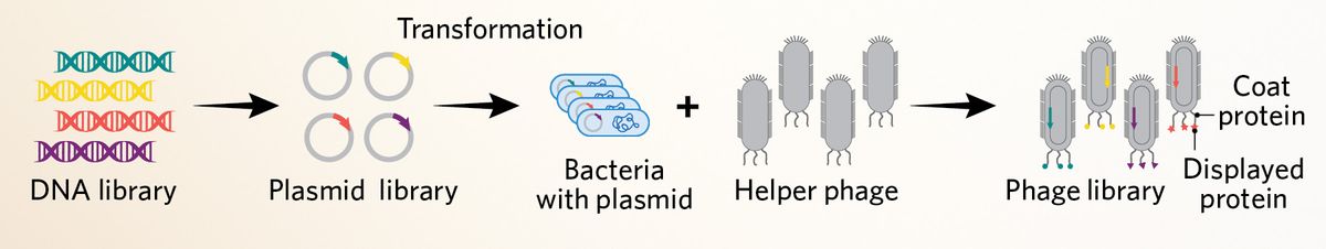 A 3-step summary of a peptide library. DNA segments are inserted into plasmids and transformed into bacteria. With the addition of modified bacteriophages, the plasmids are packaged into functional bacteriophages where they express a protein of interest from the plasmid. Together, these unique bacteriophages constitute a phage library.