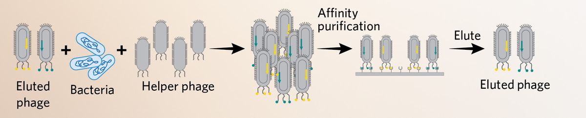 A 3-step summary of phage amplification. The eluted phages are introduced to bacteria and the modified helper phage to propagate more plasmid-containing bacteriophages. These are re-introduced to the surface-bound ligand for additional assessment of binding capacity. Bound phages are again retained and eluted.