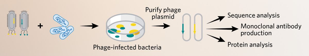 A 2-step summary of clone isolation. Eluted phages are eventually retained and used to infect bacteria without the aid of the helper phages to propagate them. The plasmid-containing bacteria are cultured on agar plates to select for plasmid-containing colonies. The plasmids are isolated from some of these colonies and can be used for sequence analysis, monoclonal antibody production, or other protein analyses.