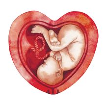A watercolor of a baby in a heart-shaped womb