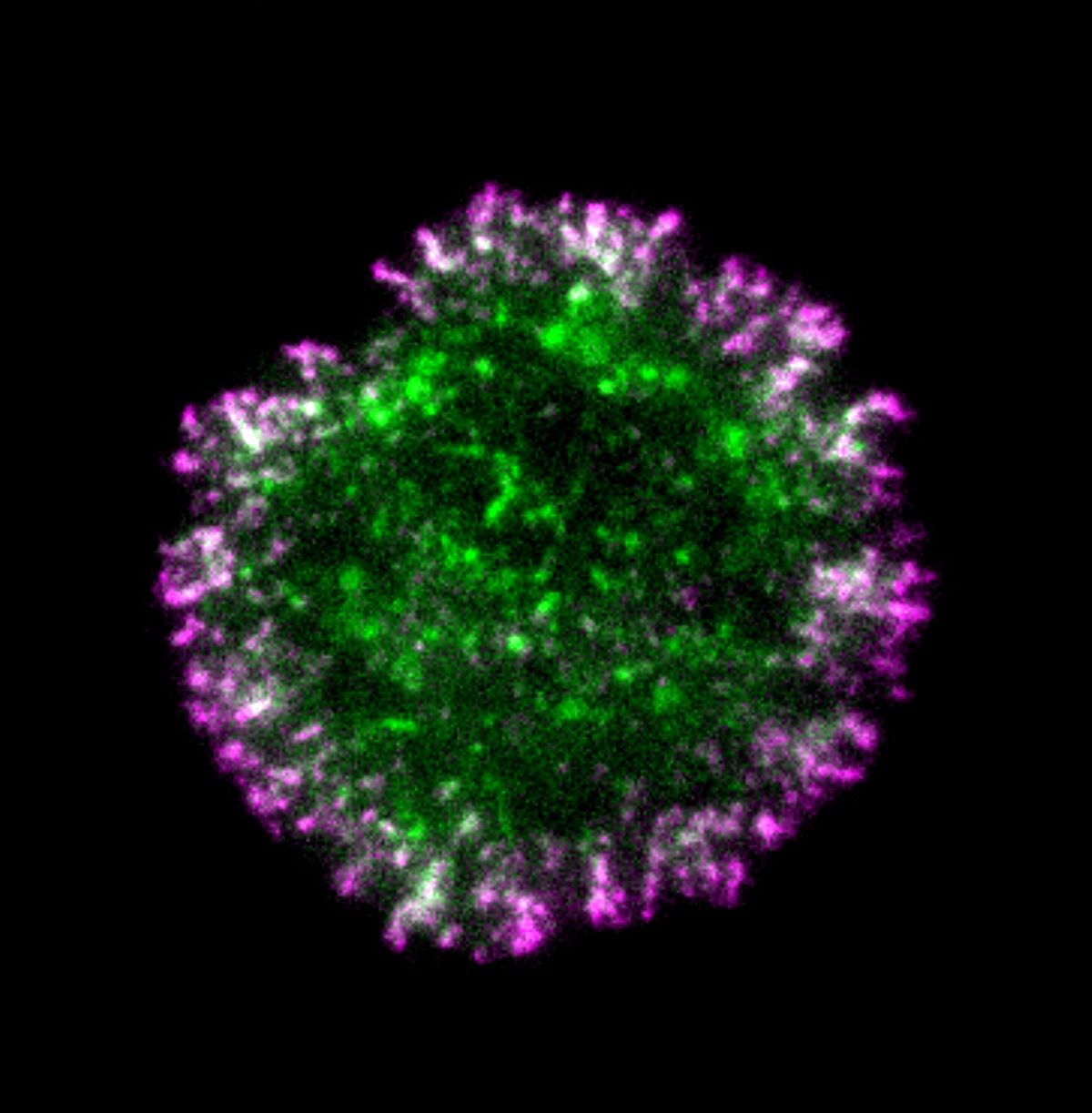 Fluorescent microscopy image of a single cell on a black background with magenta-labeled proteins clustered at the edge and green-labeled proteins scattered throughout the cell. Where the two meet is white.