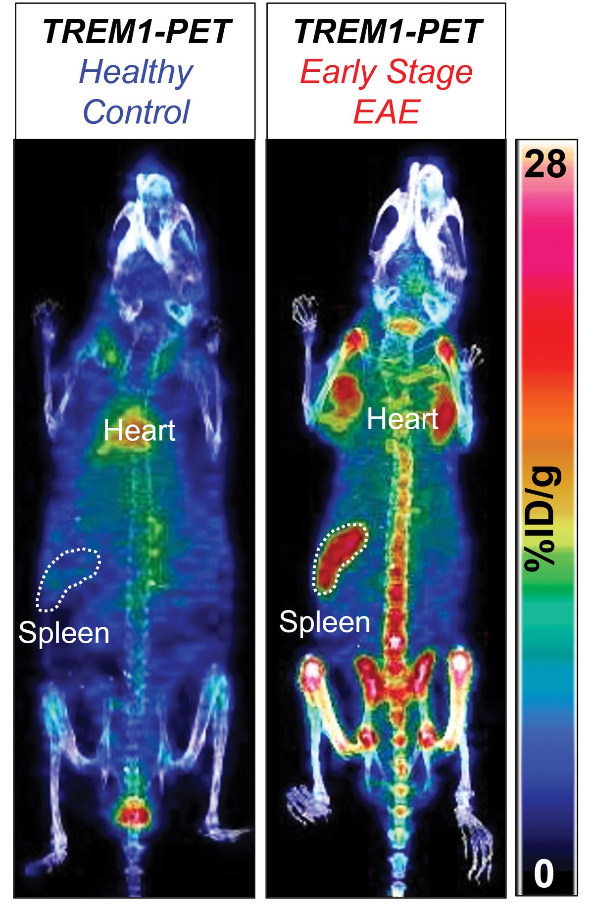The image shows PET scanner pictures of two mice. The image of the animal on the left is mostly blue, indicating low detection of the radioactive tracer. The mouse on the right shows higher detection of the tracer as indicated by red and yellow spots throughout its body.