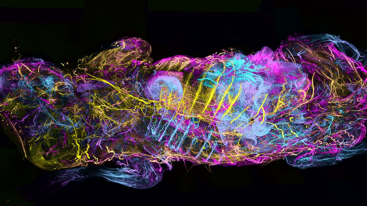 The mouse peripheral nervous system with nerve cells farther away from the camera represented in yellow and pink, while nerves closer to the camera are shown in blue tones.
