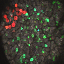 Rounded red and green fluorescent cells are visible on a light and dark gray background