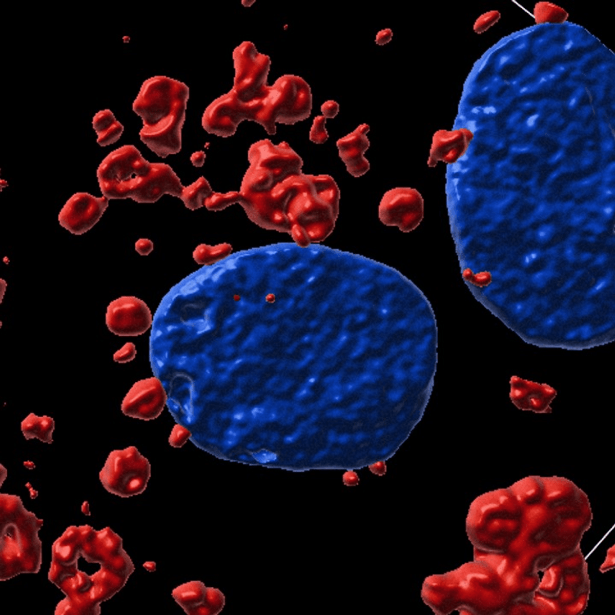 Microscopy image showing nuclei stained blue with DAPI and accumulating lysosomes stained red in proximal tubule cells.