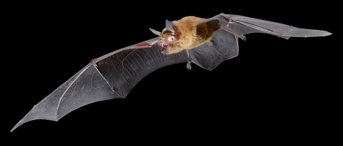 Photo of the Mesoamerican mustached bat (Pteronotus mesoamericanus) in flight.